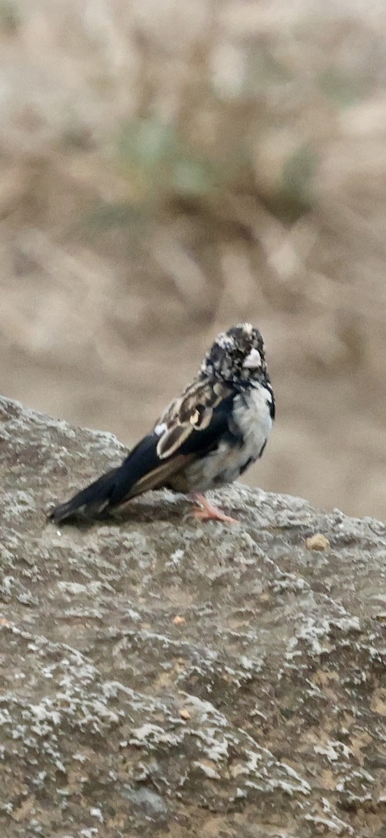 White-browed Sparrow-Weaver - ML647026680