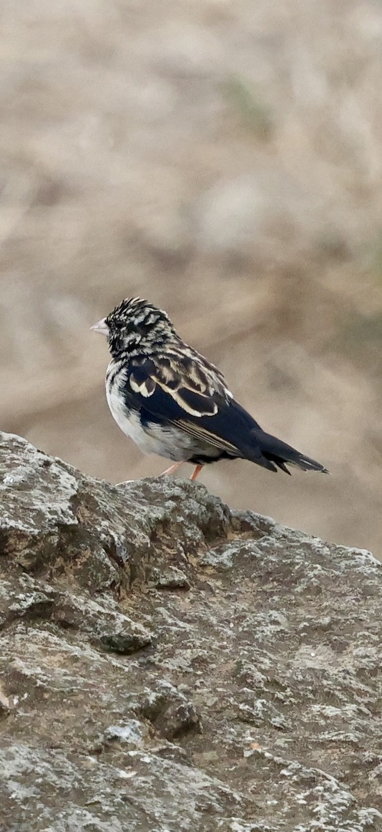 White-browed Sparrow-Weaver - ML647026681