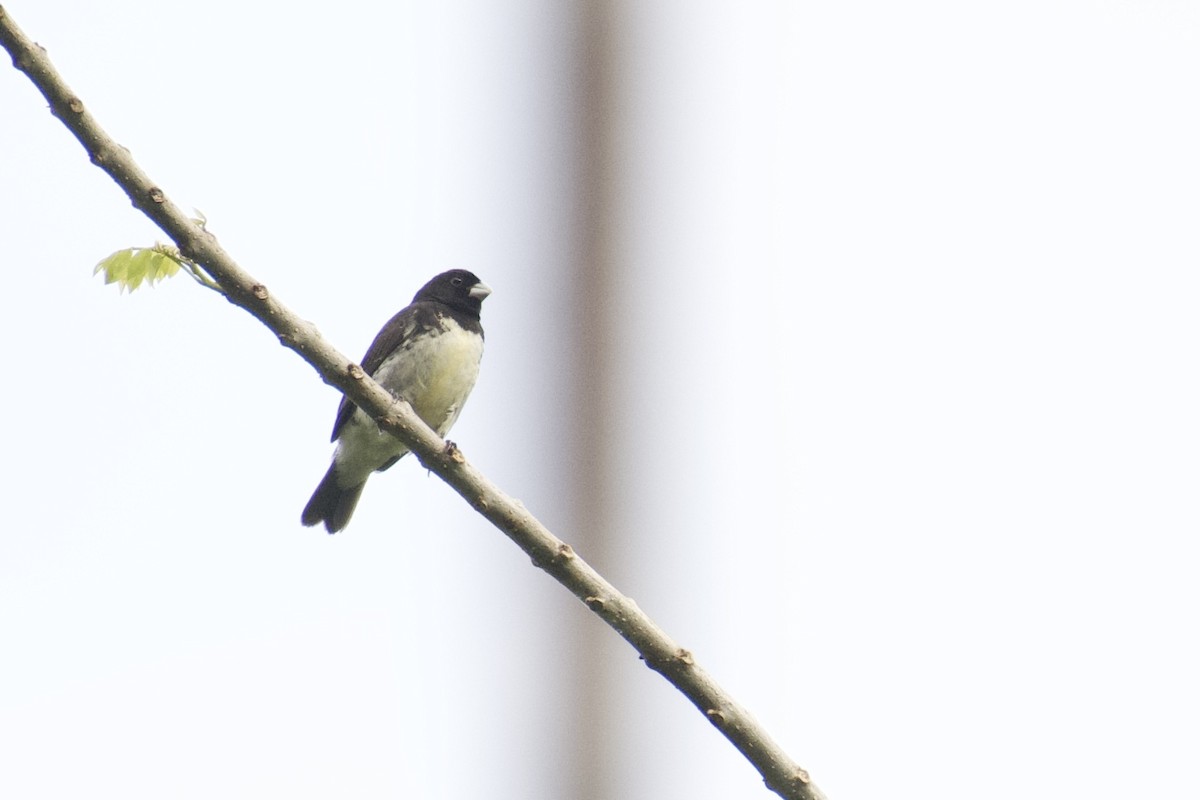 Yellow-bellied Seedeater - ML647026682