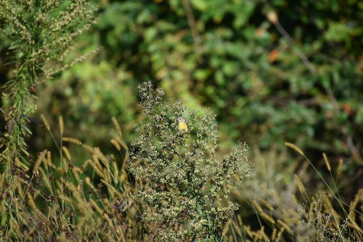 Nashville Warbler - ML647026684