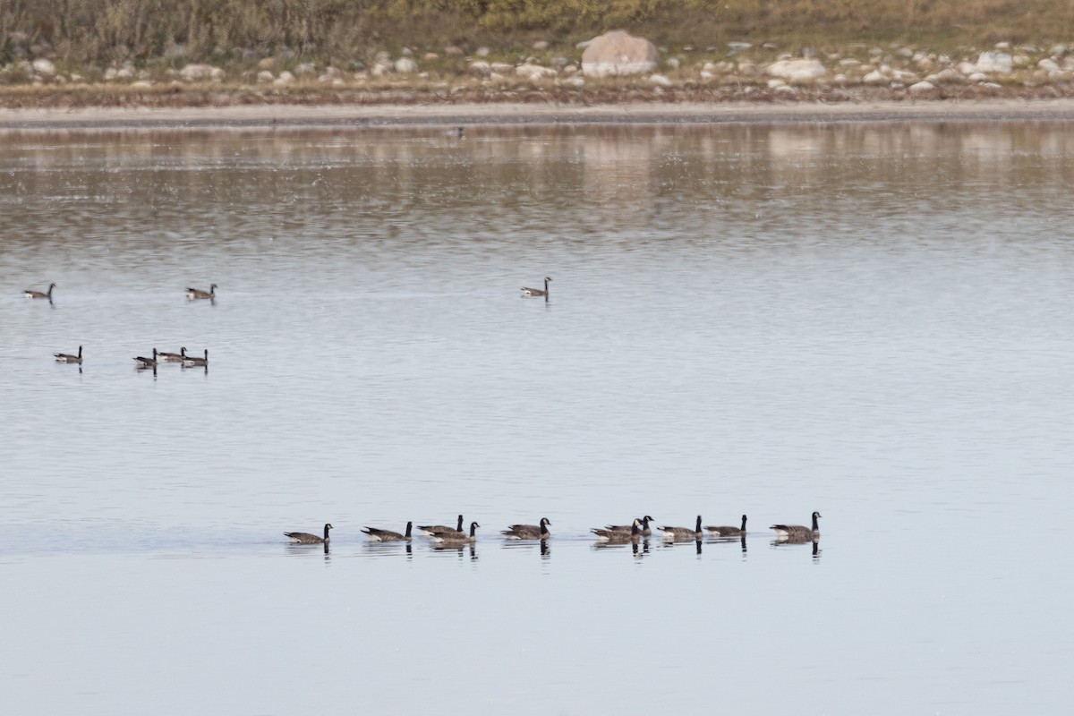 Cackling Goose - ML647026685