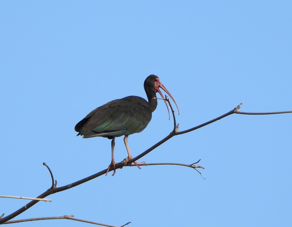 Bare-faced Ibis - ML647026686