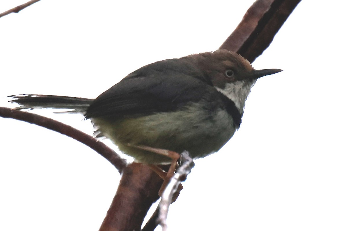 Bar-throated Apalis - ML647026687