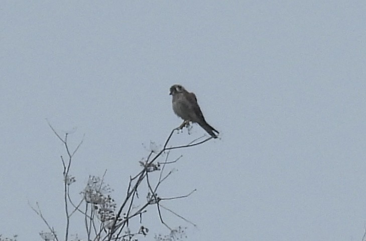 American Kestrel - ML647026689