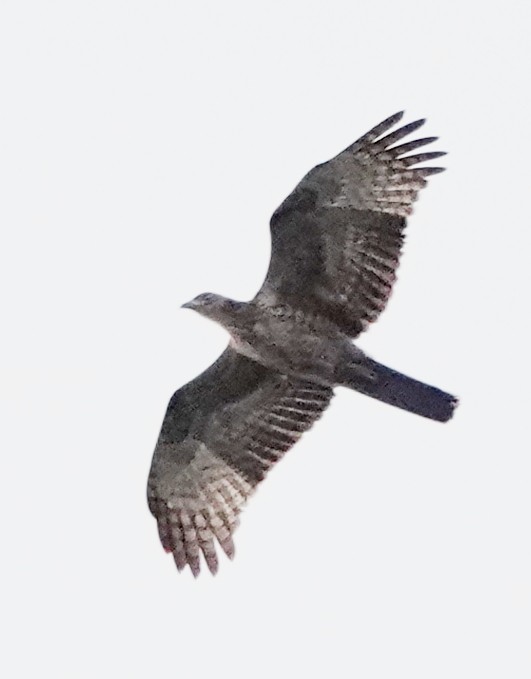 Oriental Honey-buzzard - ML647026690