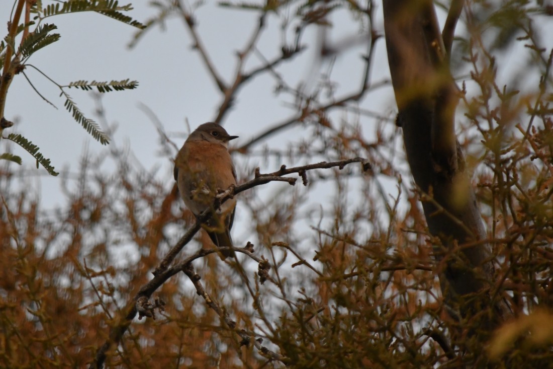 Batılı Mavi Ardıç - ML647026692