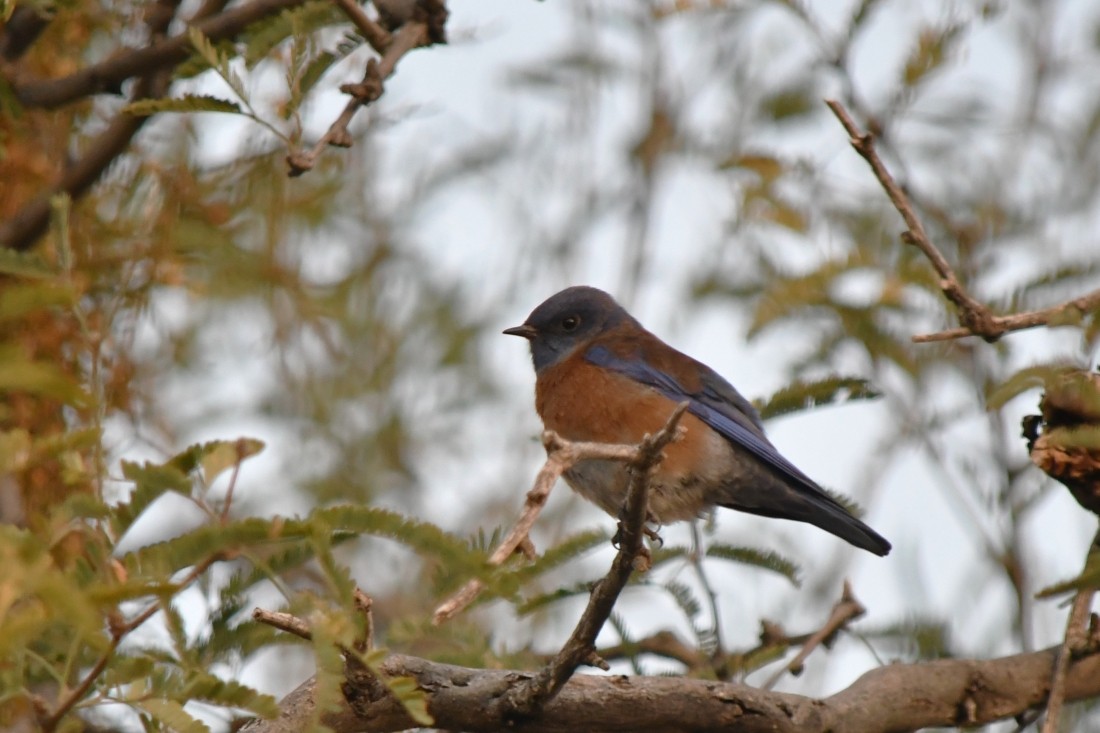 Batılı Mavi Ardıç - ML647026693