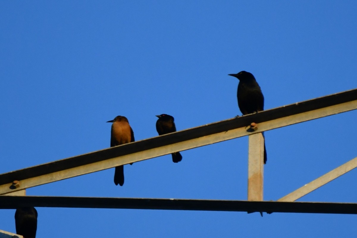 Bronzed Cowbird - ML647026698