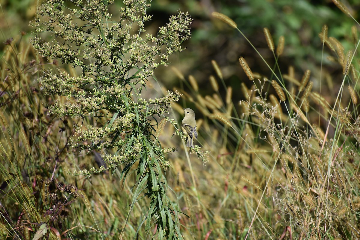 Ruby-crowned Kinglet - ML647026699