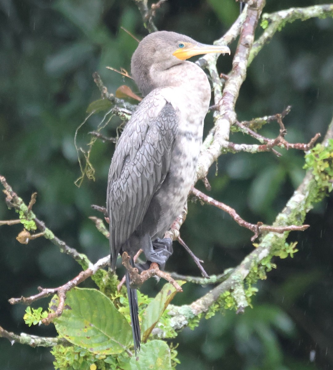 Neotropic Cormorant - ML647026707