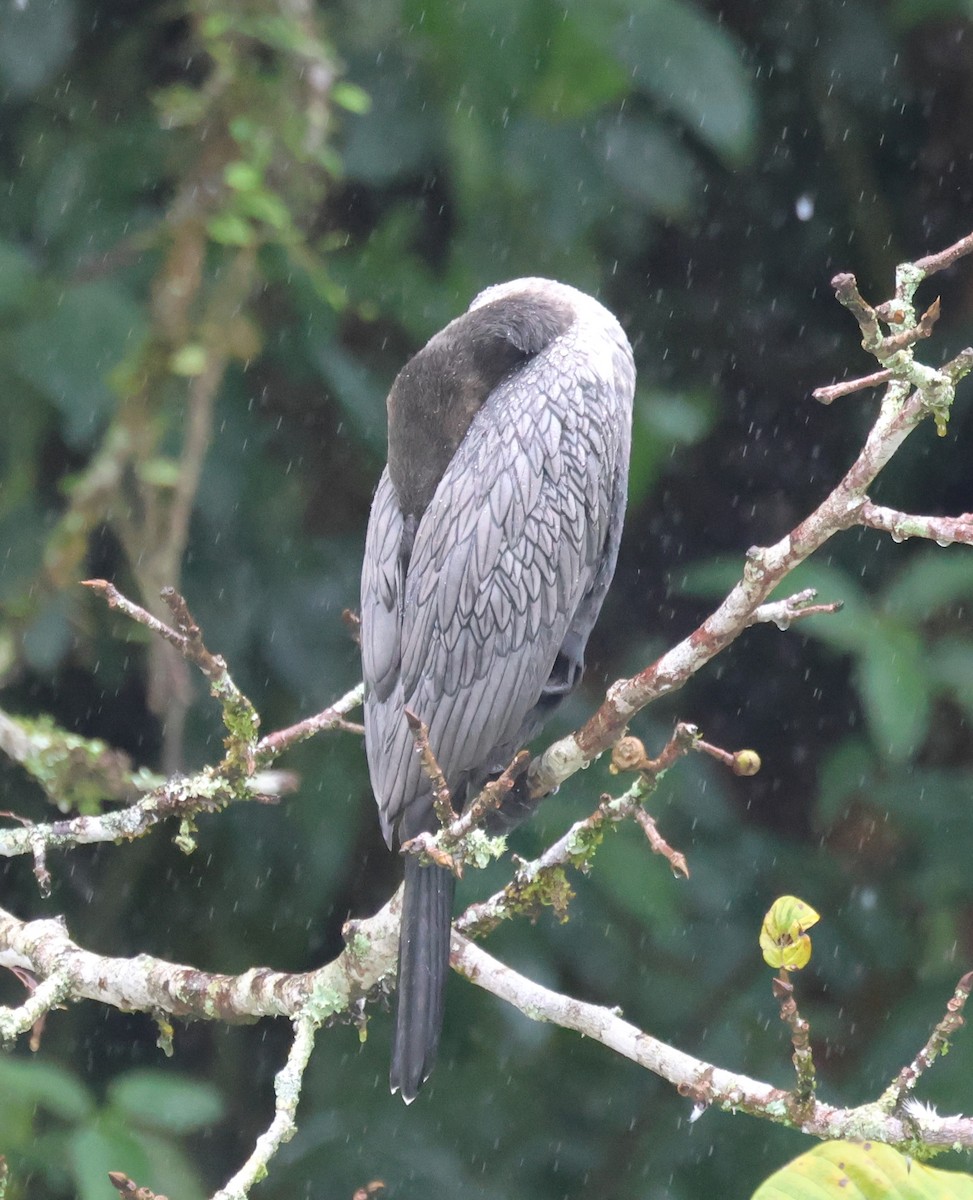 Neotropic Cormorant - ML647026708