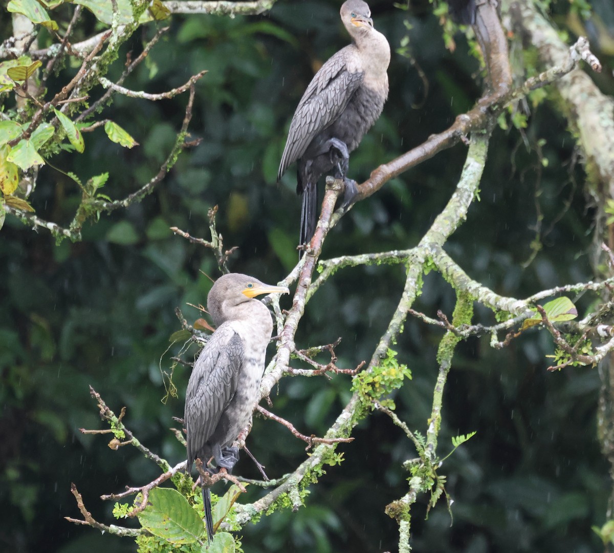 Neotropic Cormorant - ML647026710