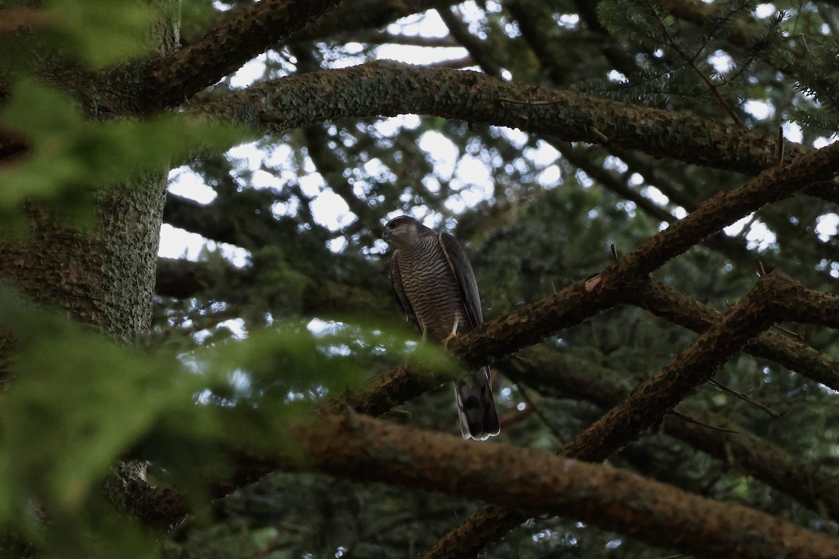 Sparviere - ML647026715