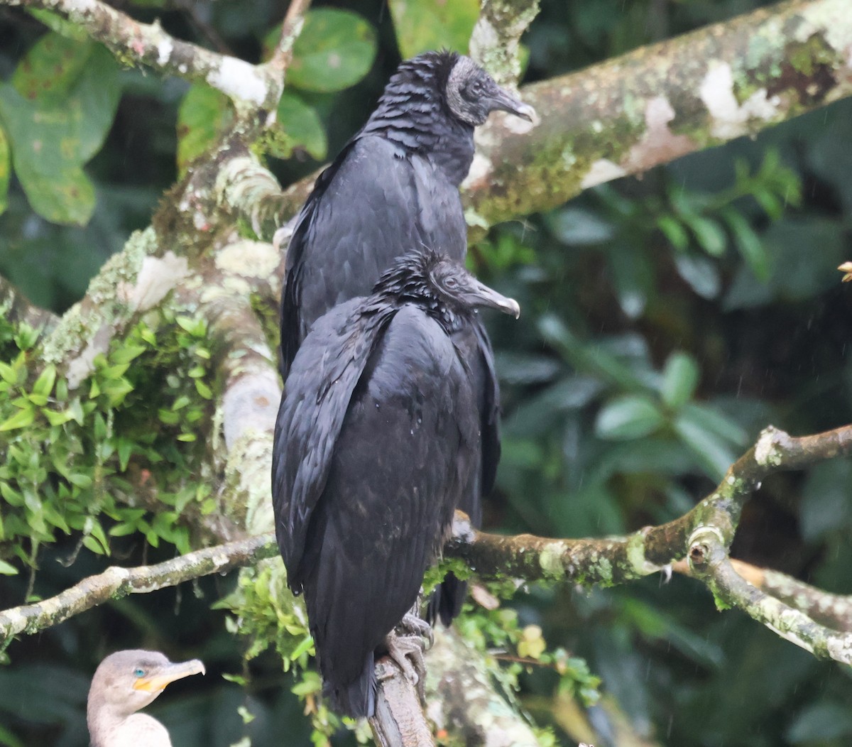 Black Vulture - ML647026717