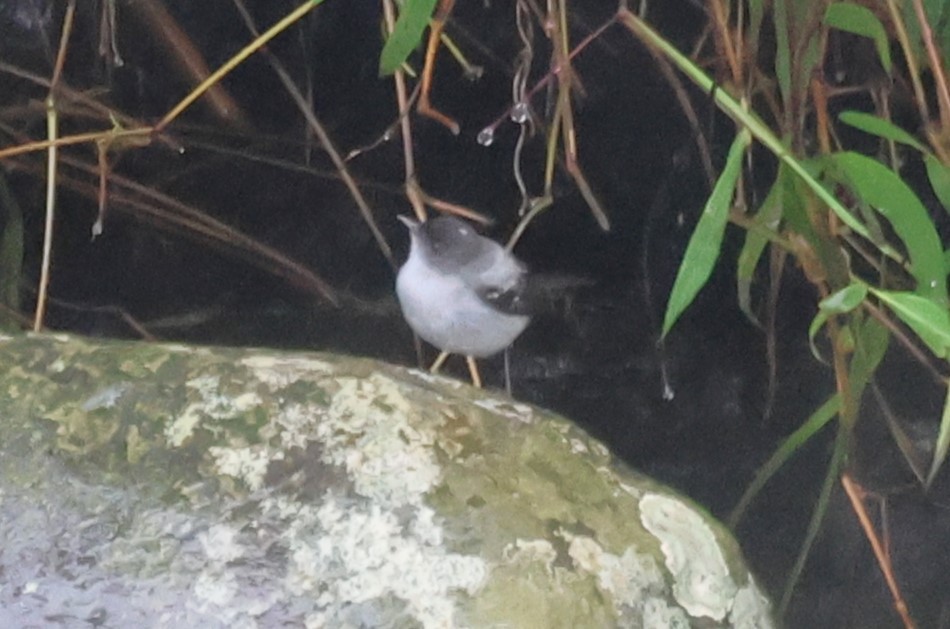 Torrent Tyrannulet - ML647026728