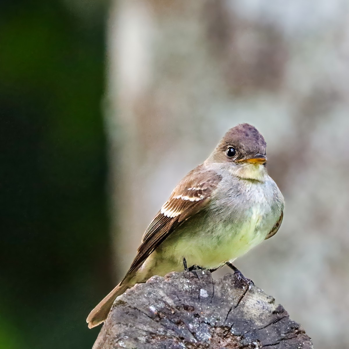 Western Wood-Pewee - ML647026738