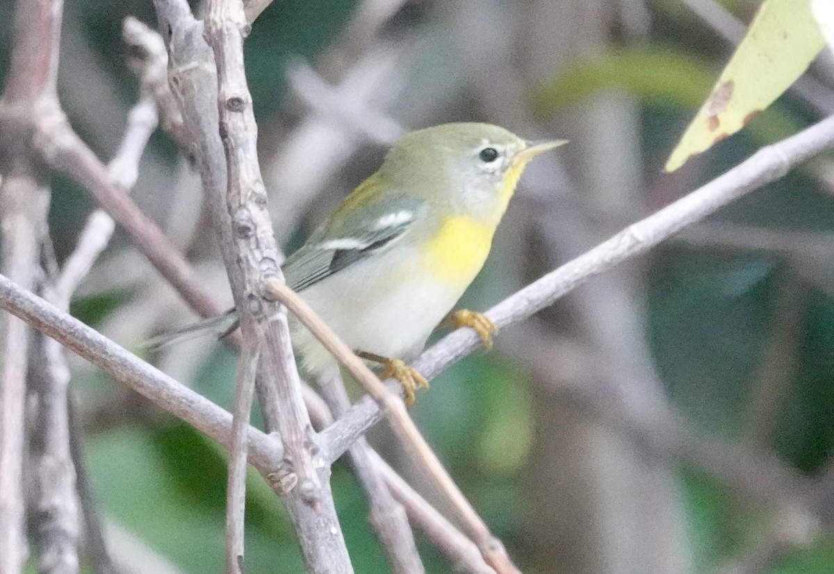 Northern Parula - ML647026743