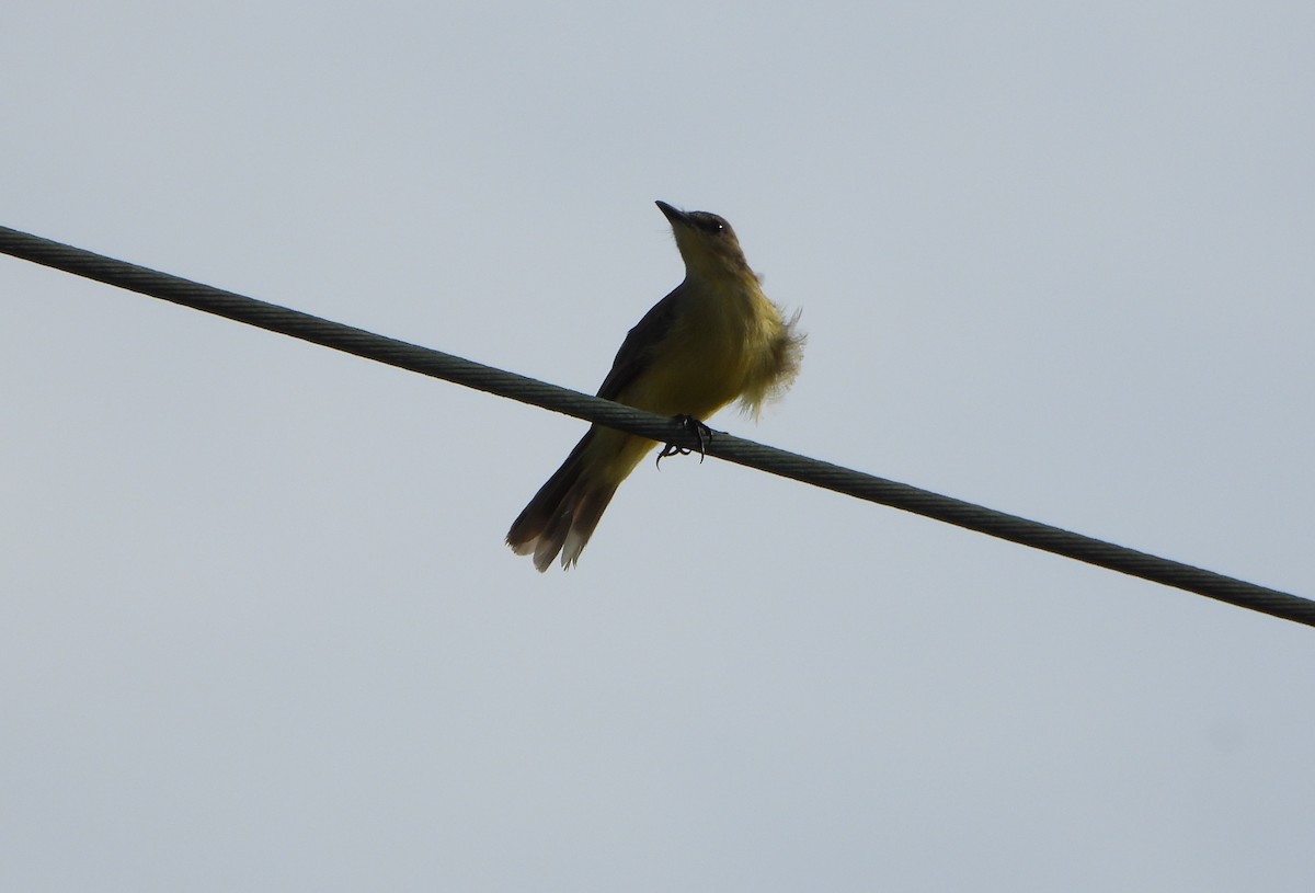 Cattle Tyrant - ML647026744