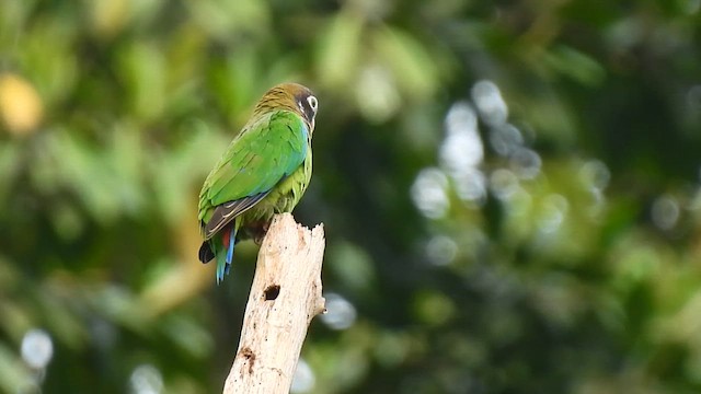 Lorito Encapuchado - ML647026745