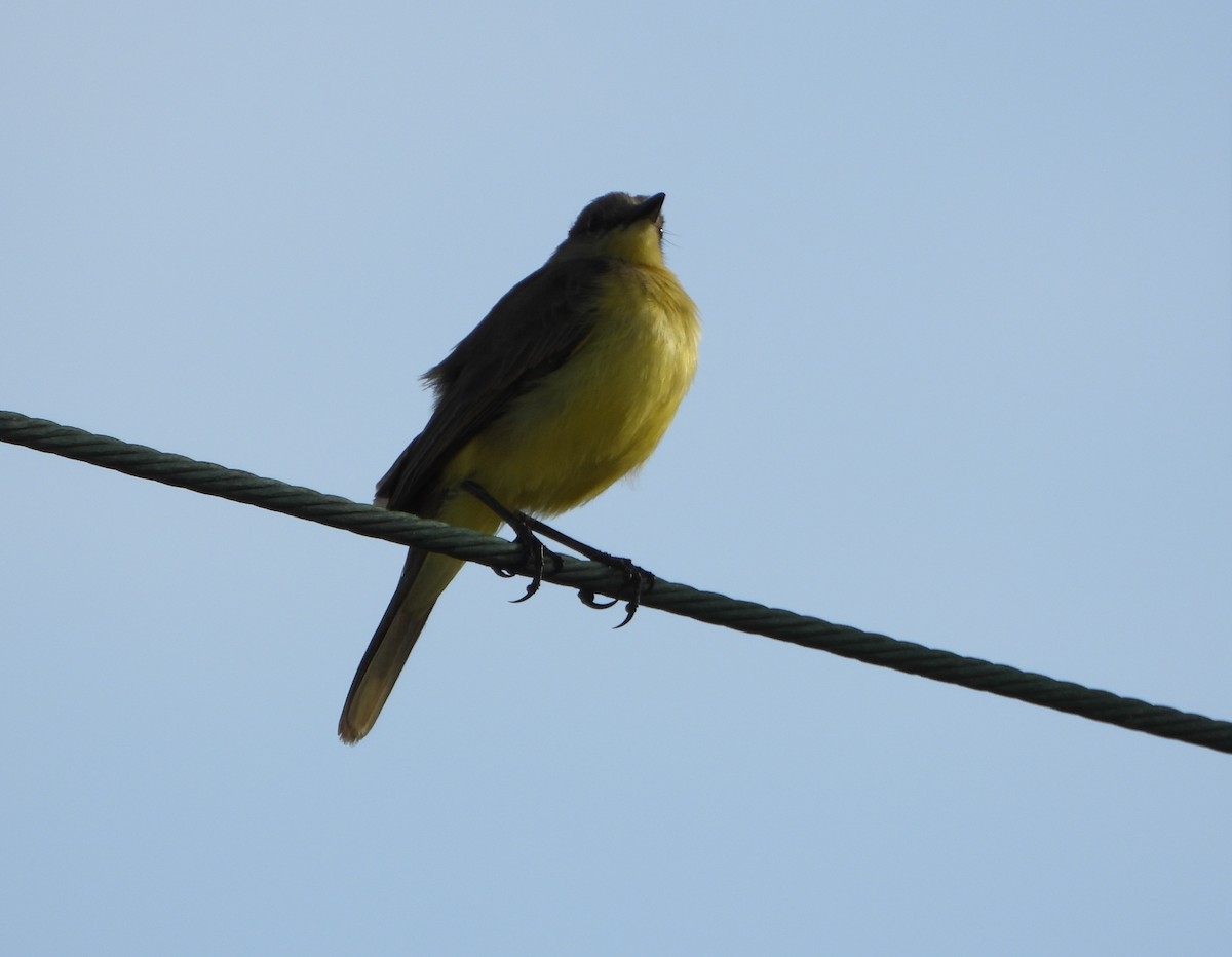 Cattle Tyrant - ML647026746