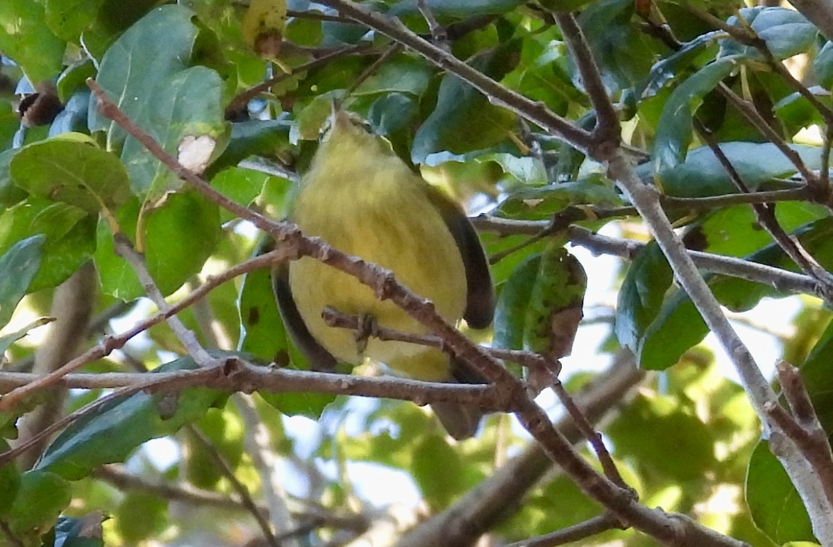 Orange-crowned Warbler - ML647026747