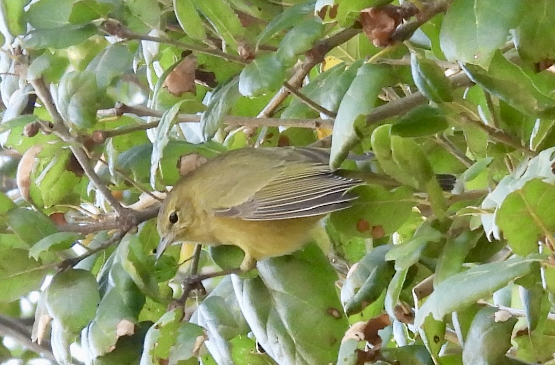 Orange-crowned Warbler - ML647026748