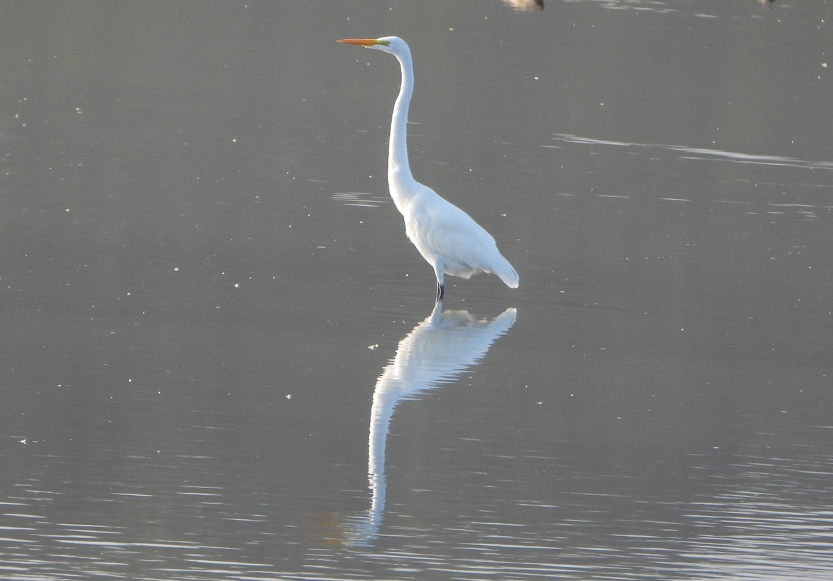 Great Egret - ML647026751