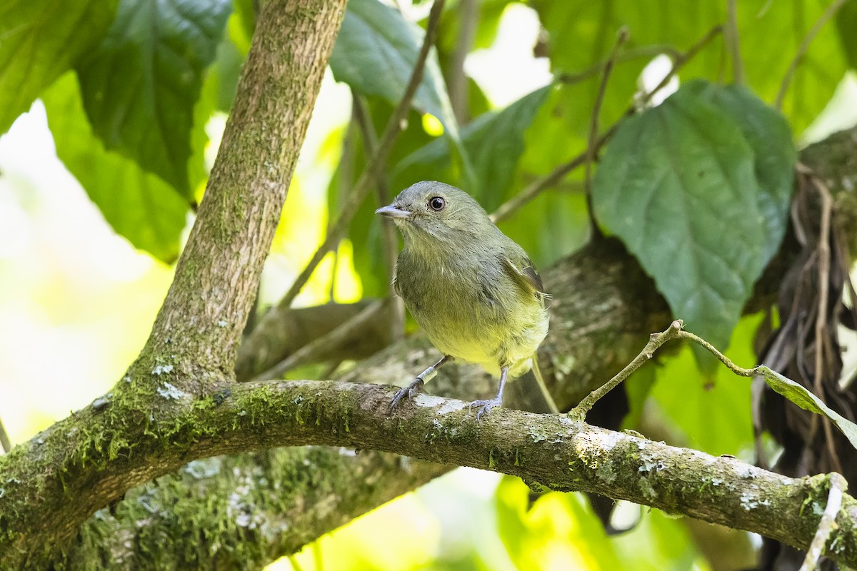 Serra do Mar Tyrant-Manakin - ML647026752
