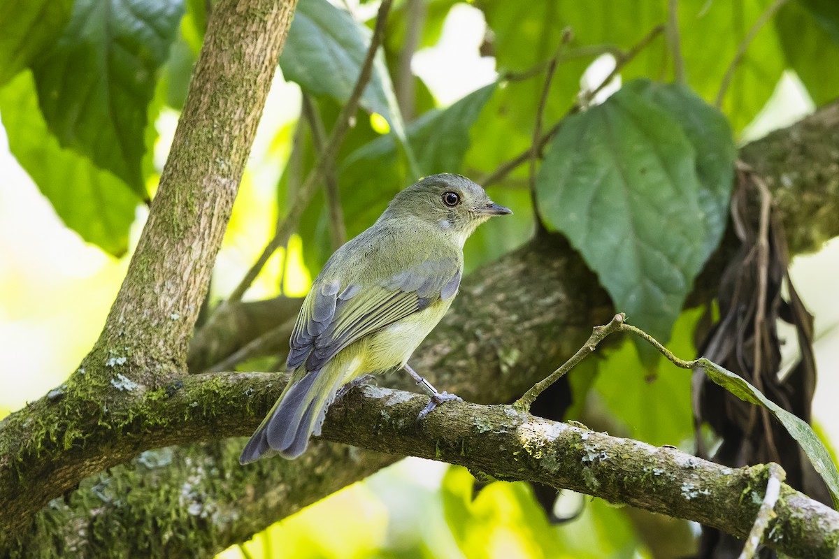Serra do Mar Tyrant-Manakin - ML647026753