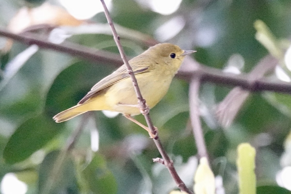Palm Warbler - ML647026754