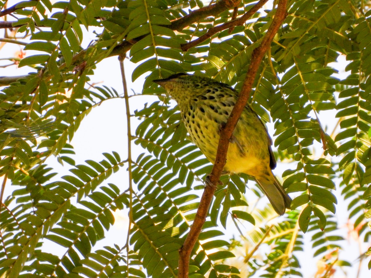 Speckled Tanager - ML647026755