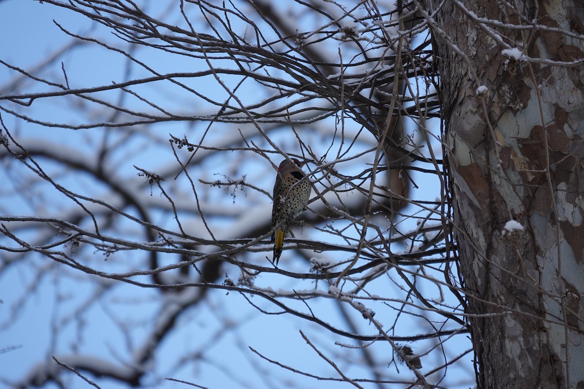 Northern Flicker - ML647026756