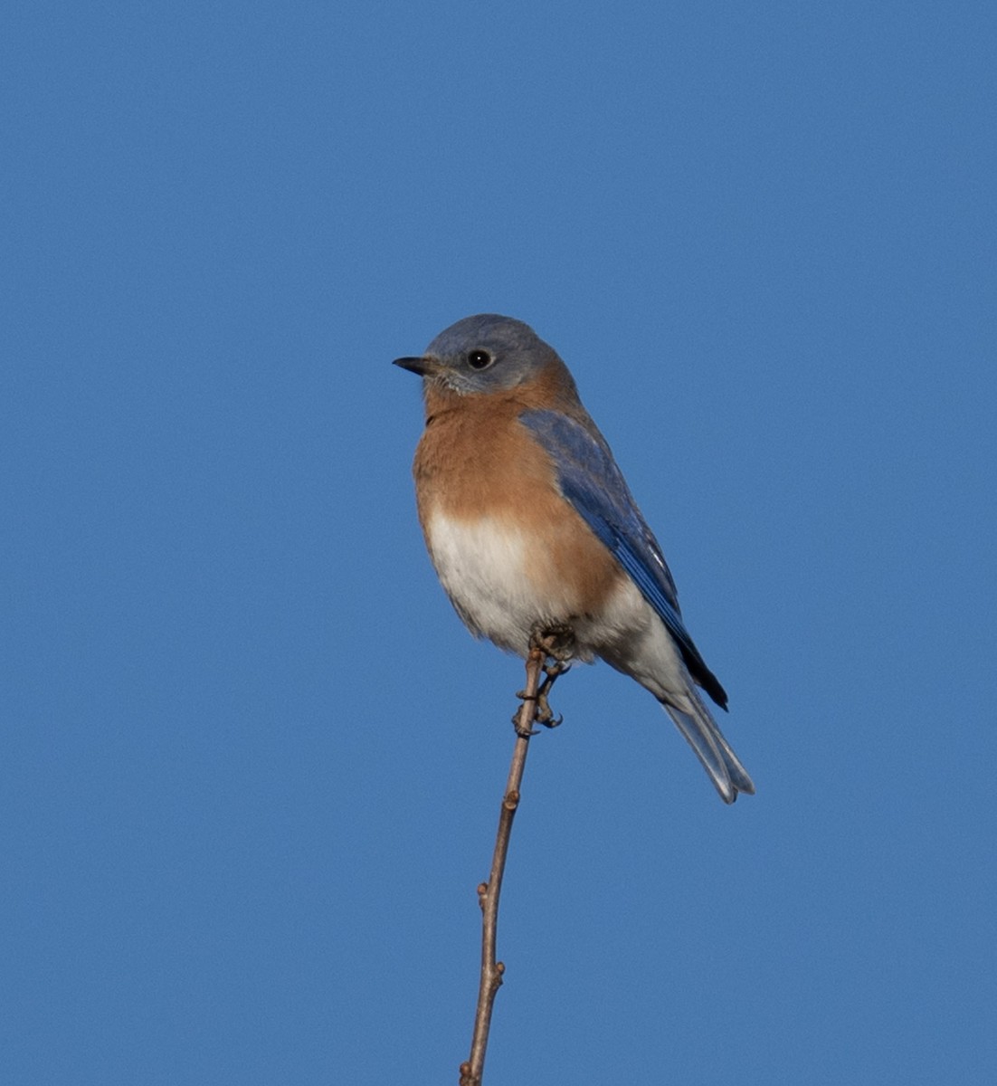 Eastern Bluebird - ML647026757