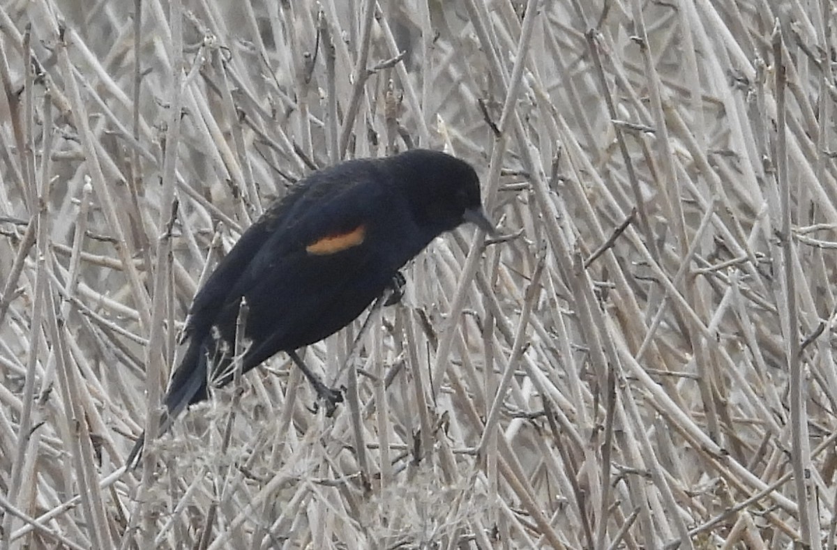 Red-winged Blackbird - ML647026758