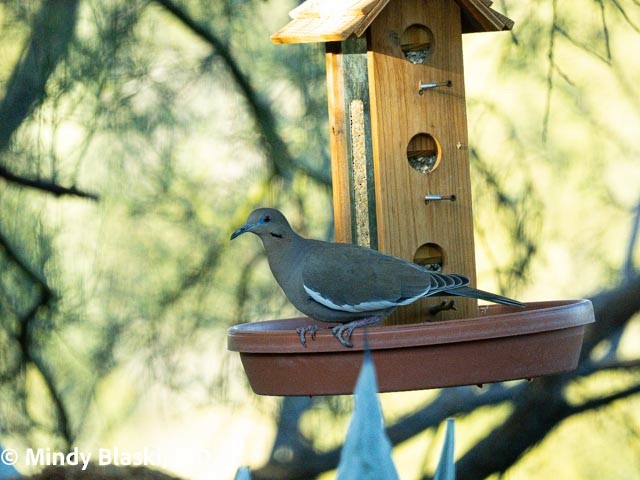 White-winged Dove - ML647026759