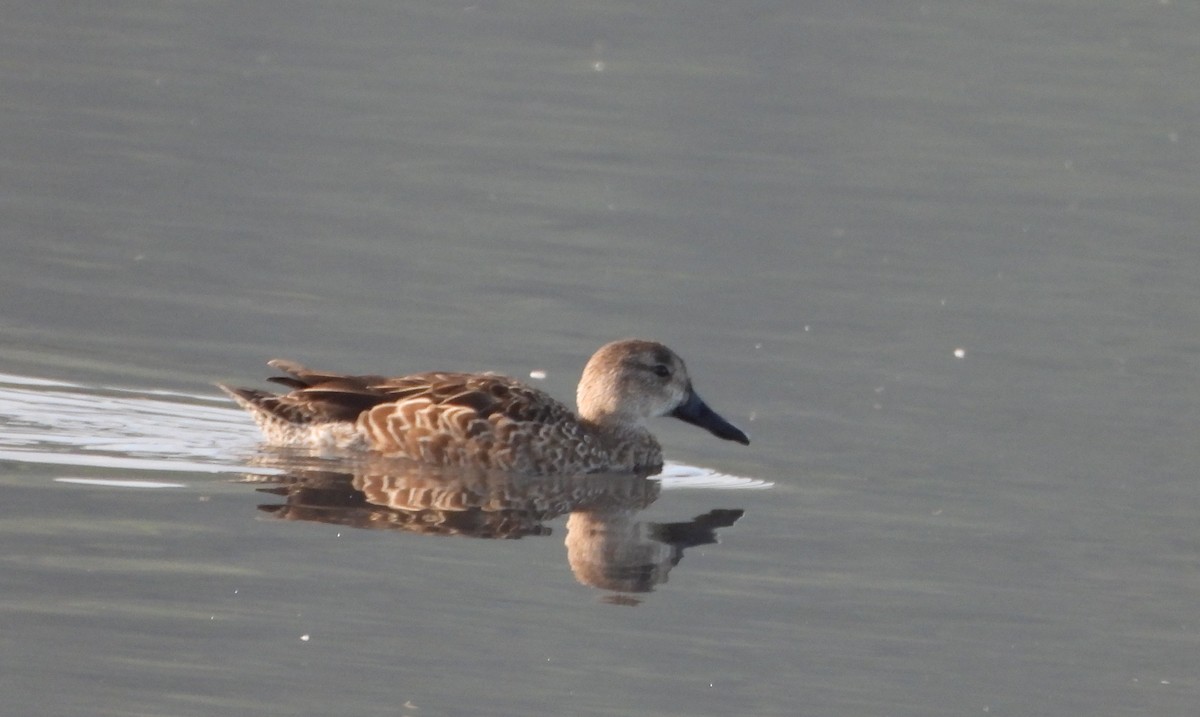 Blue-winged Teal - ML647026761