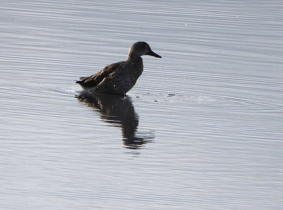 Blue-winged Teal - ML647026762