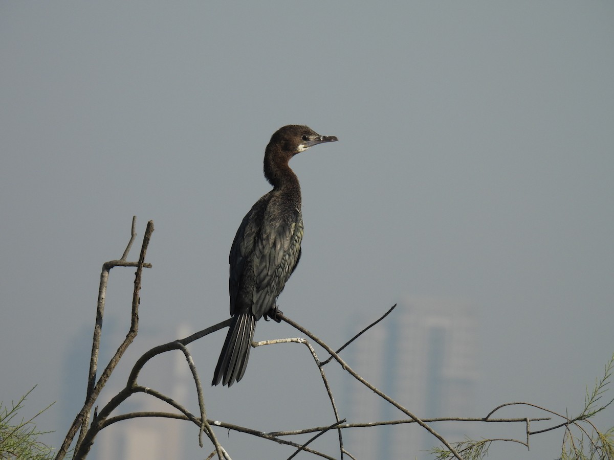 Little Cormorant - ML647026763