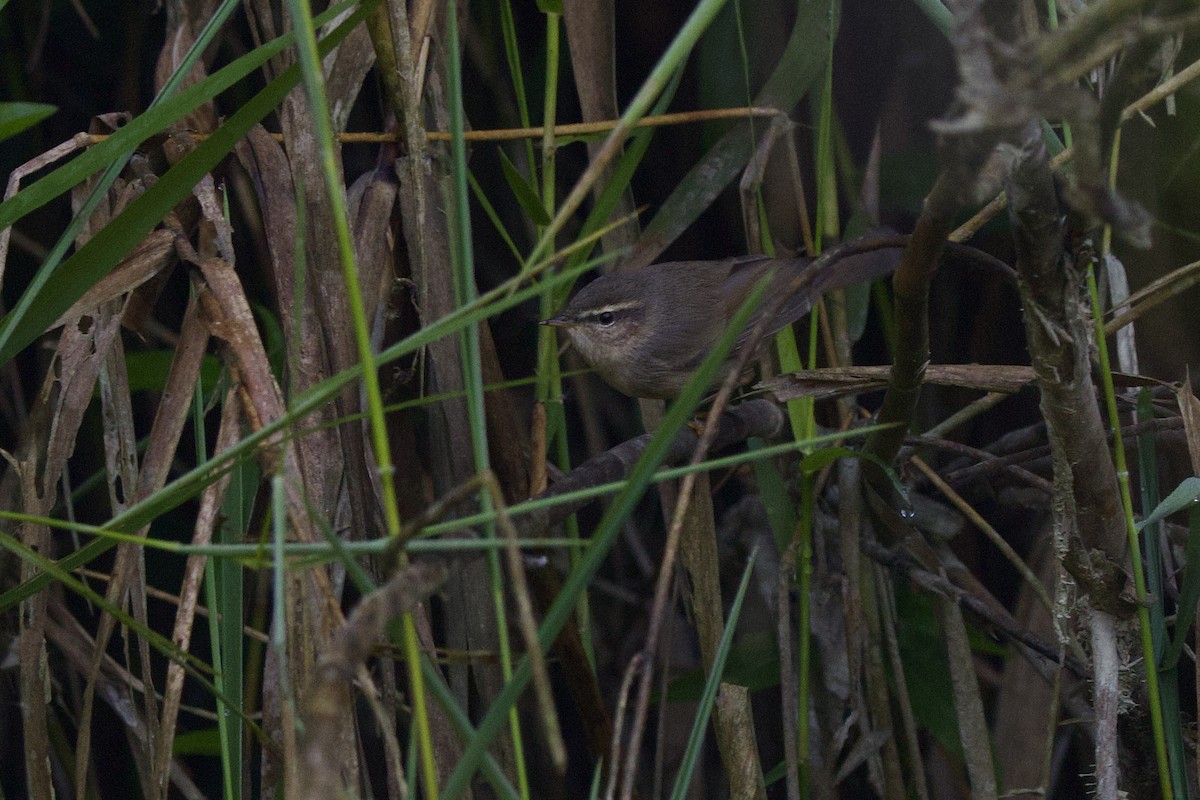 Dusky Warbler - ML647026765