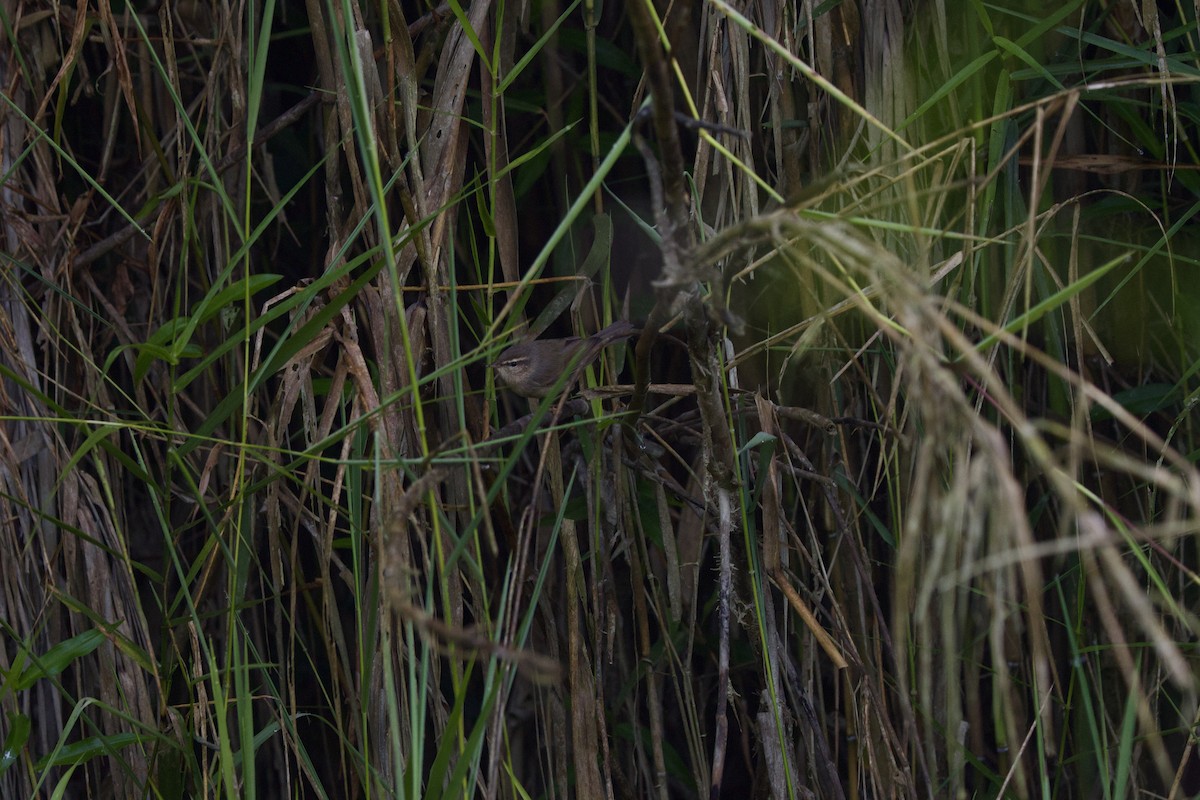 Dusky Warbler - ML647026766