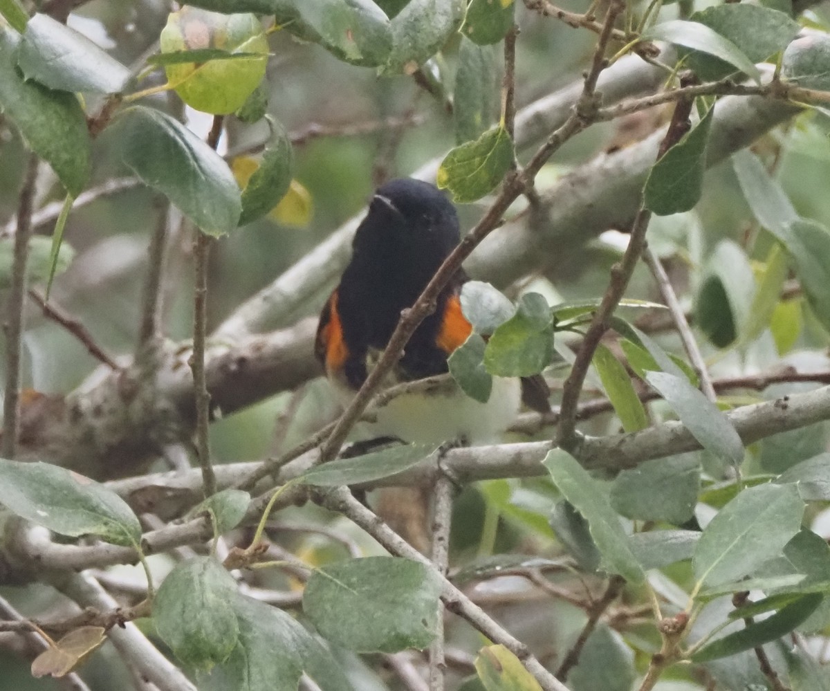 American Redstart - ML647026767