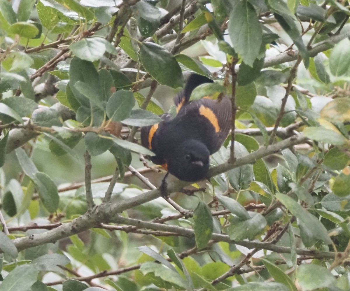 American Redstart - ML647026768