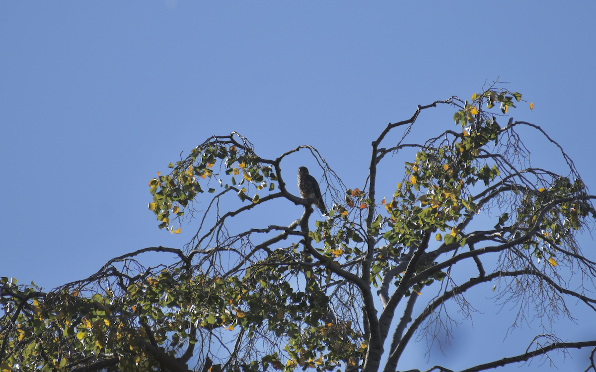 Merlin - ML647026769