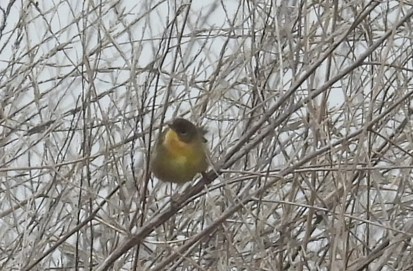 Common Yellowthroat - ML647026770
