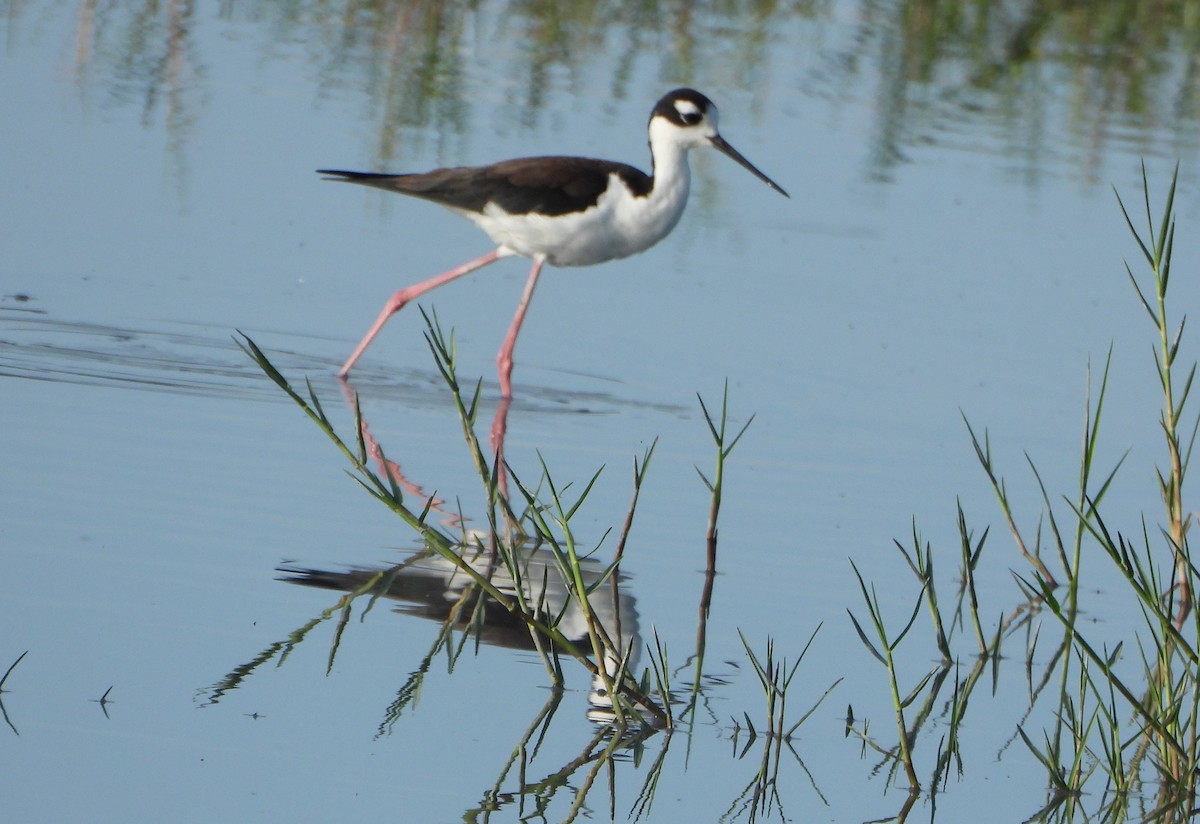 Black-necked Stilt - ML647026771