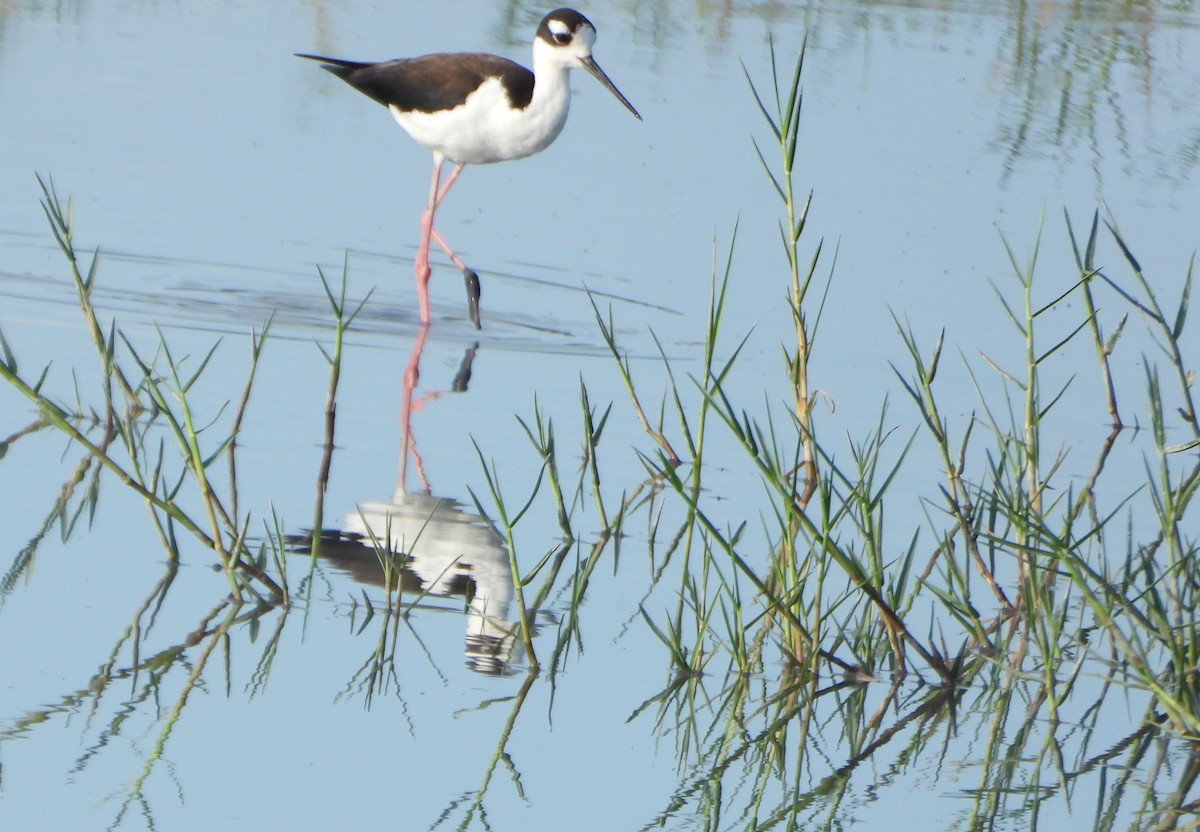 Black-necked Stilt - ML647026772