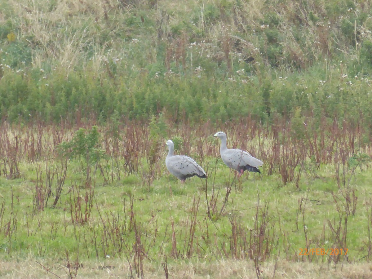 ロウバシガン - ML647026779