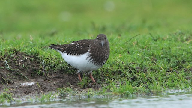 Vuelvepiedras Oscuro - ML647026782