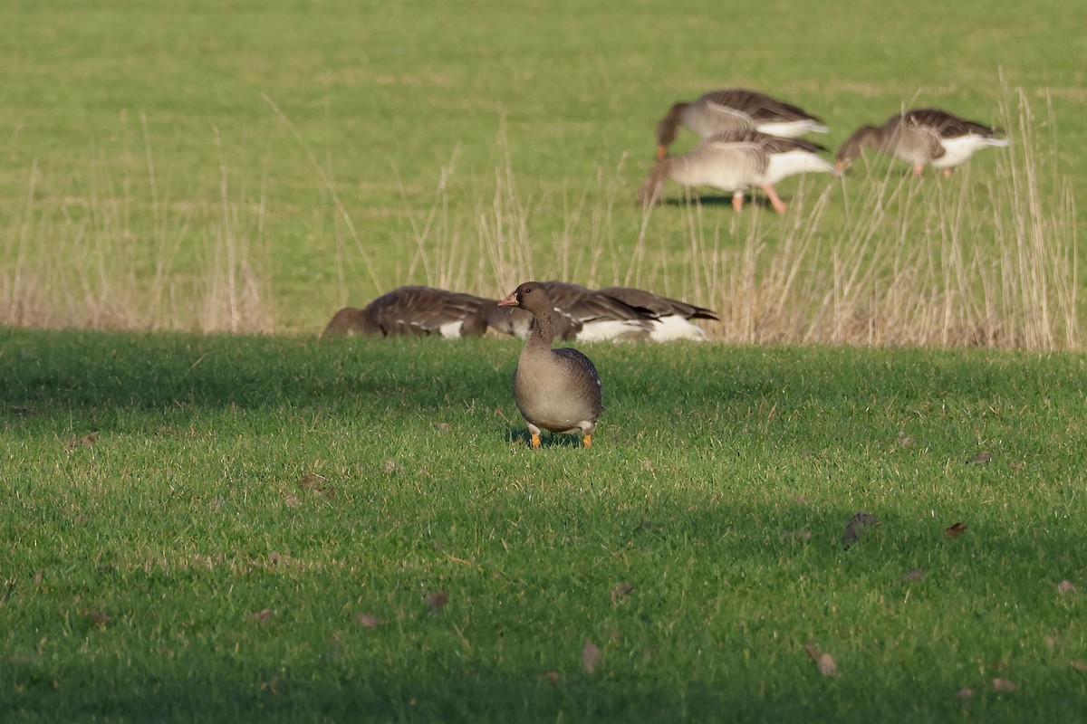 Oca lombardella - ML647026786