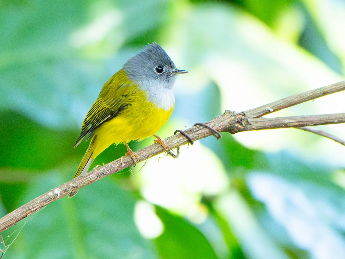 Gray-headed Canary-Flycatcher - ML647026799